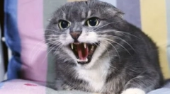 Kdo je lastnik v hiši, ali kako se odreči mačji grizenje in praskanje